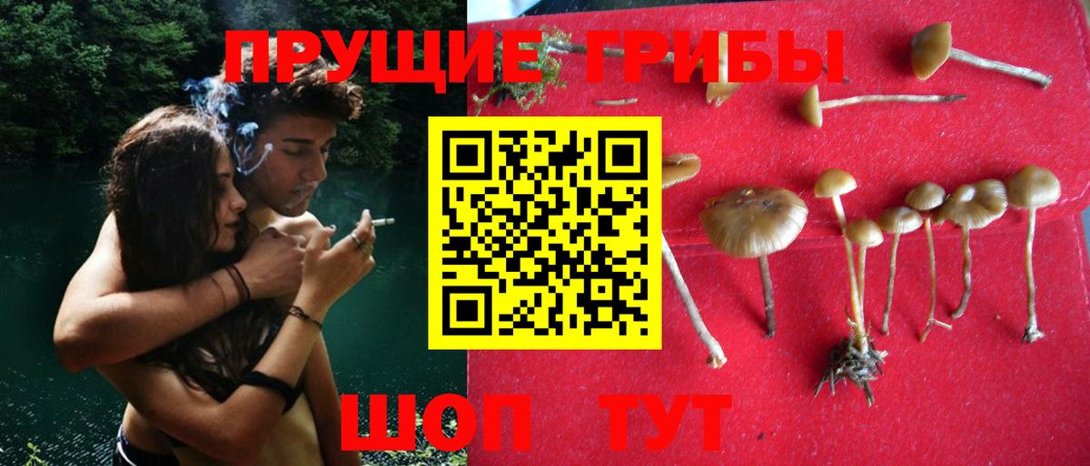 Псилоцибиновые грибы прущие грибы Новоалександровск